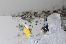 Why You Should Choose Our Mold Remediation Services in Jericho, NY